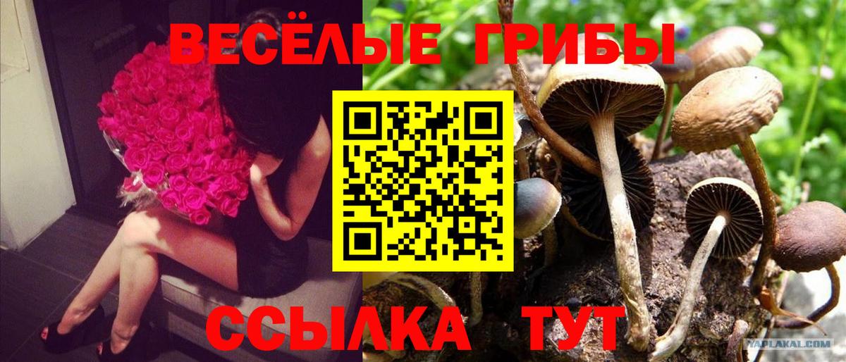 Галлюциногенные грибы GOLDEN TEACHER Димитровград